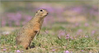 <p>SYSEL OBECNÝ (Spermophilus citellus) /European ground squirrel - Europäischer Ziesel/</p>